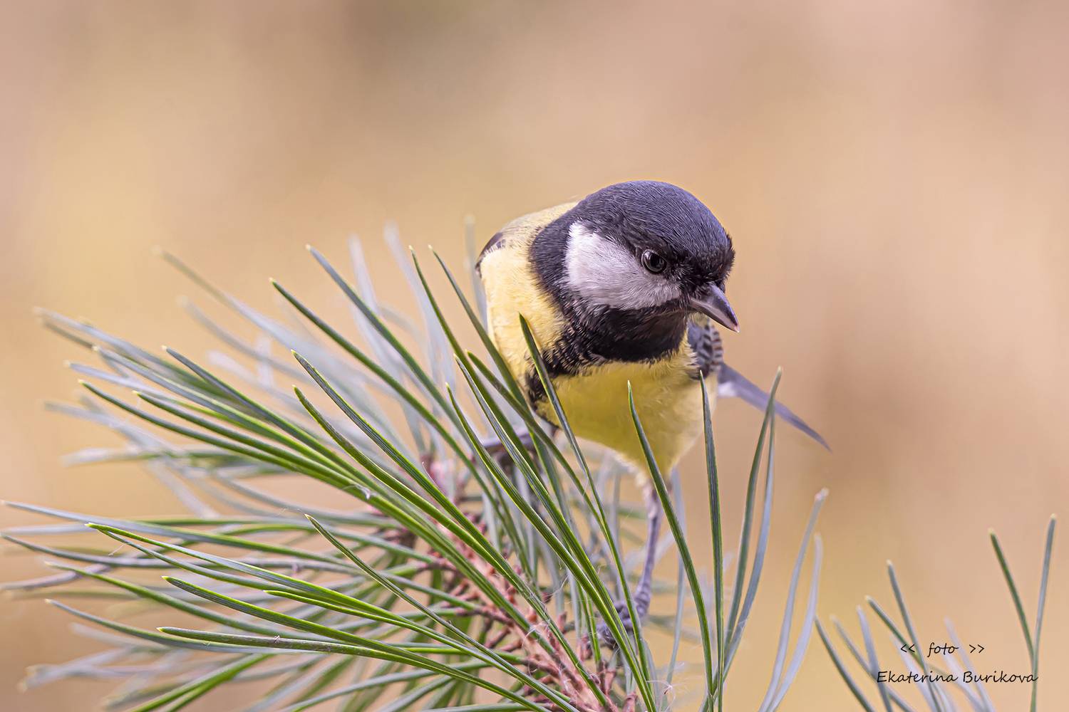 , Бурикова Екатерина