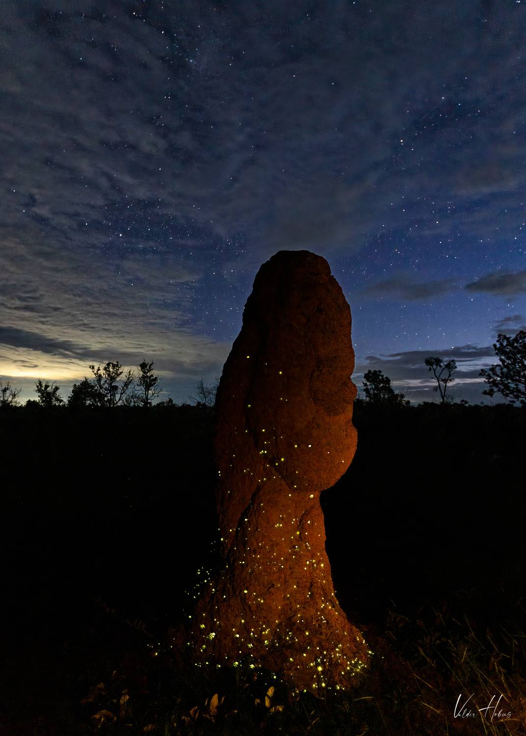 firefly, Bioluminescence, night, darkness, Valdir Hobus