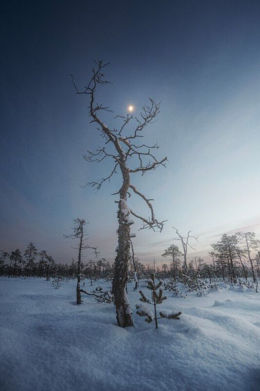 В деревянных клешнях фото превью