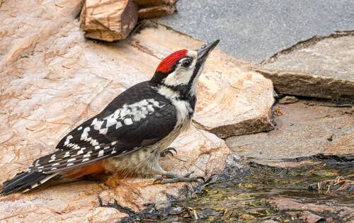 На водопое. (2 ФОТО)