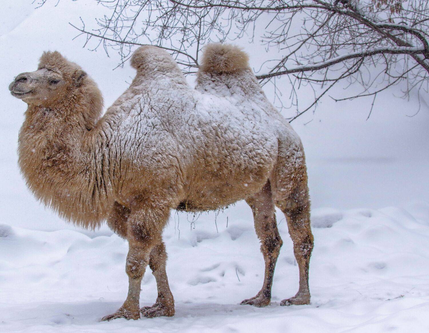, Михаил Измайлов