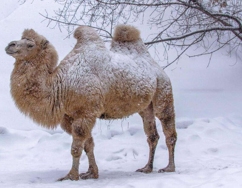 Верблюд фото превью