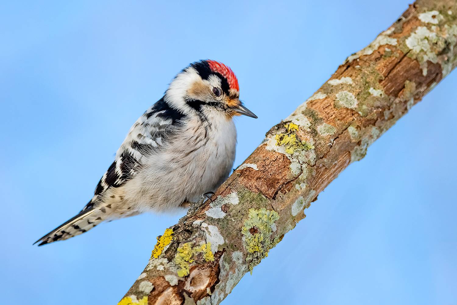 , Абросимов Александр