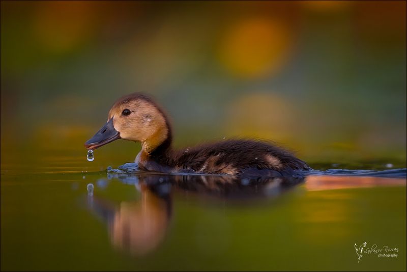 * * * фото превью