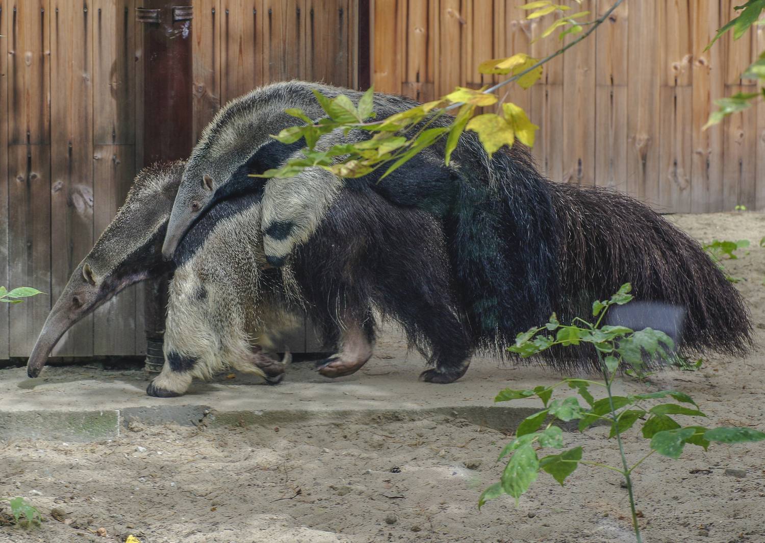 , Михаил Измайлов