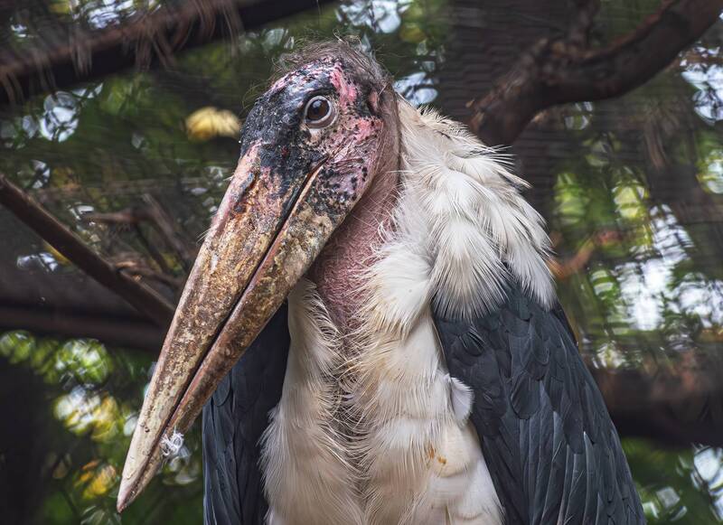 Марабу фото превью