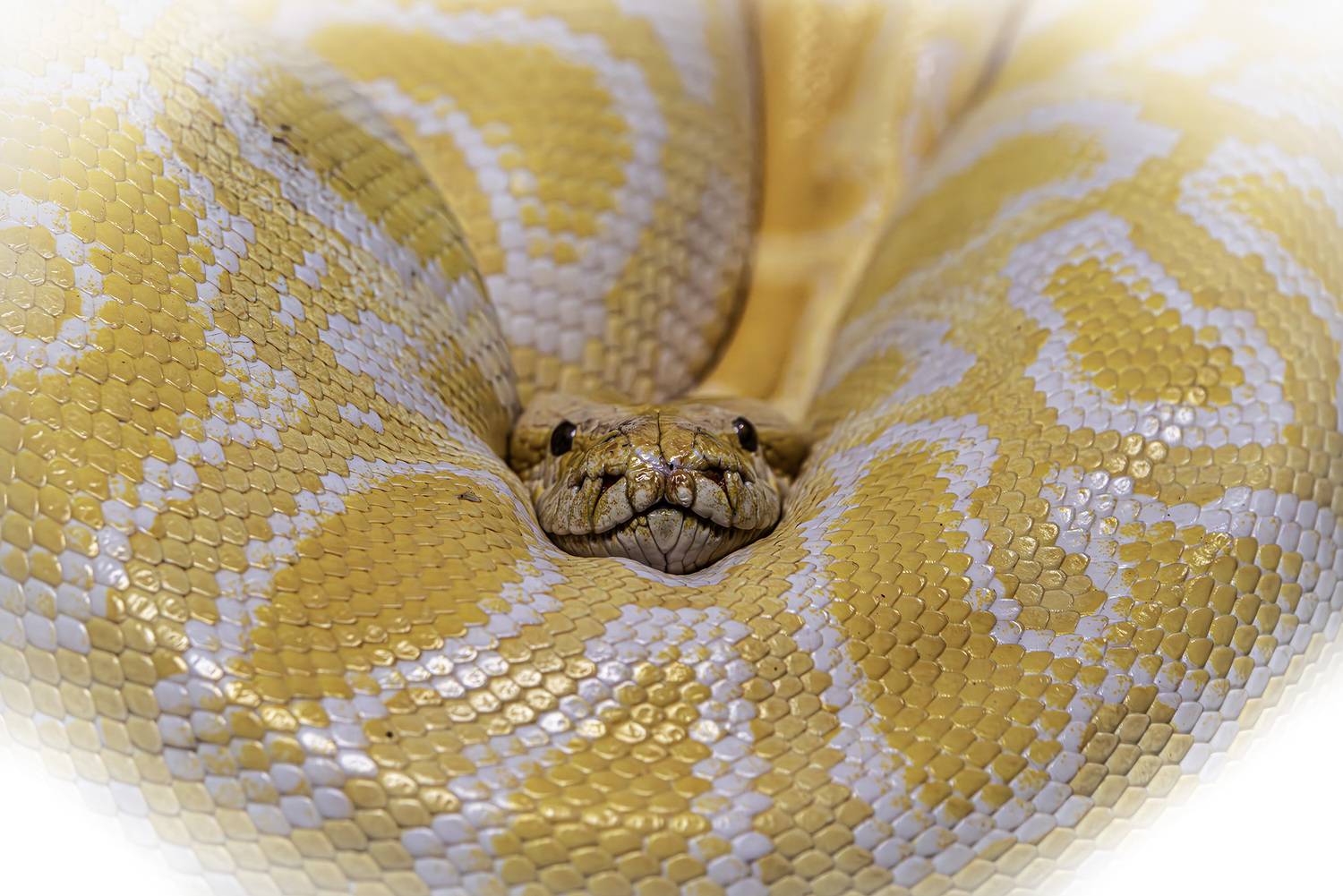 , Михаил Измайлов