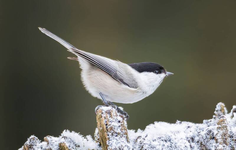 синица,синицы,птицы,гаичка  фото превью