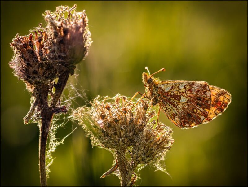 *** фото превью