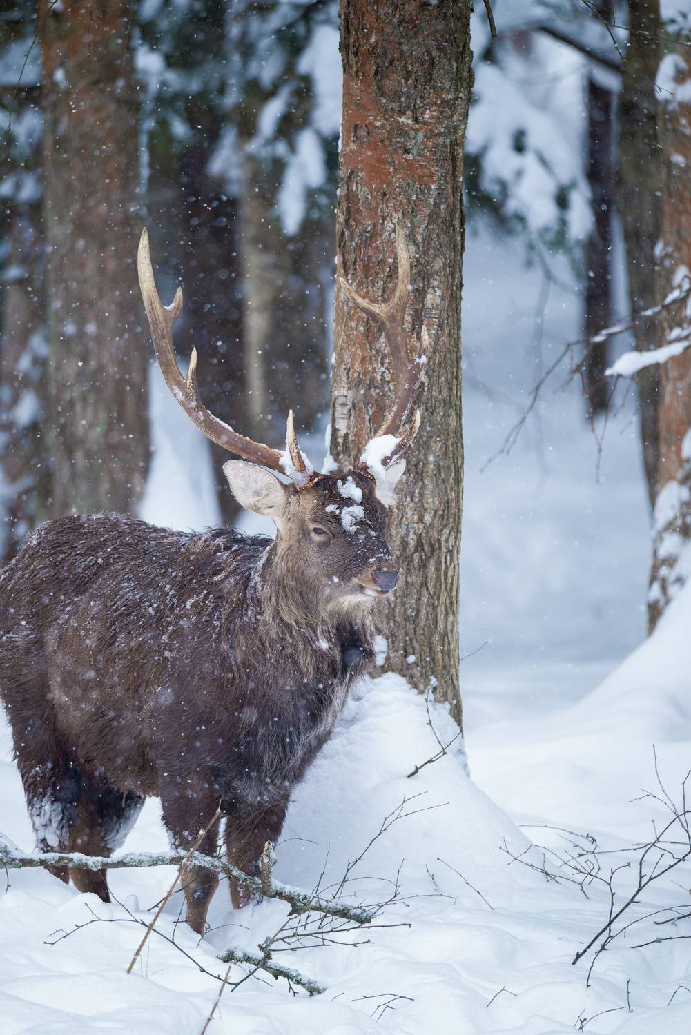олень, deer, лес, снег, снежинки, forest, snow, Сергей Немцев