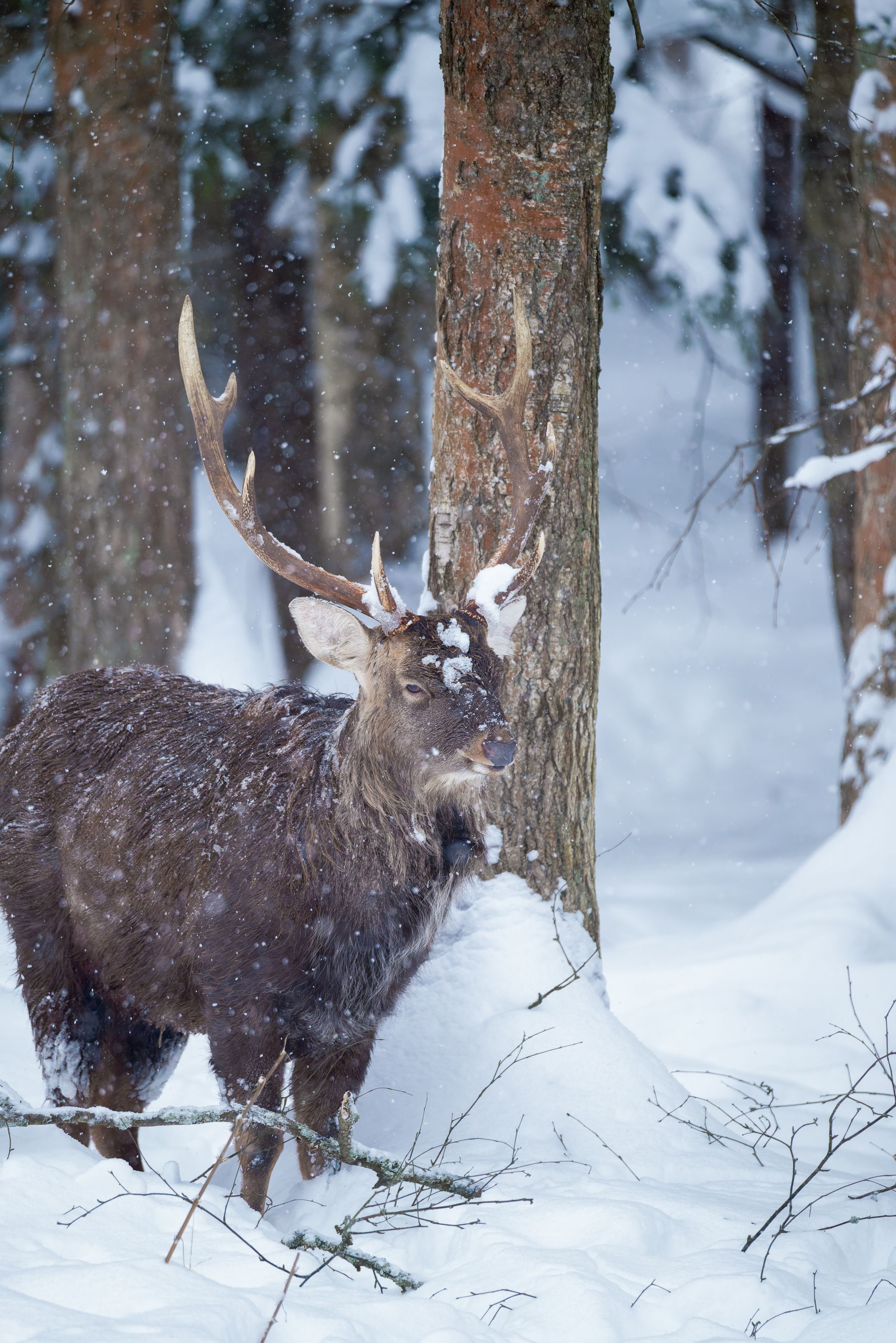олень, deer, лес, снег, снежинки, forest, snow Олень в чаще леса фото превью