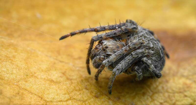 Паучок январский фото превью