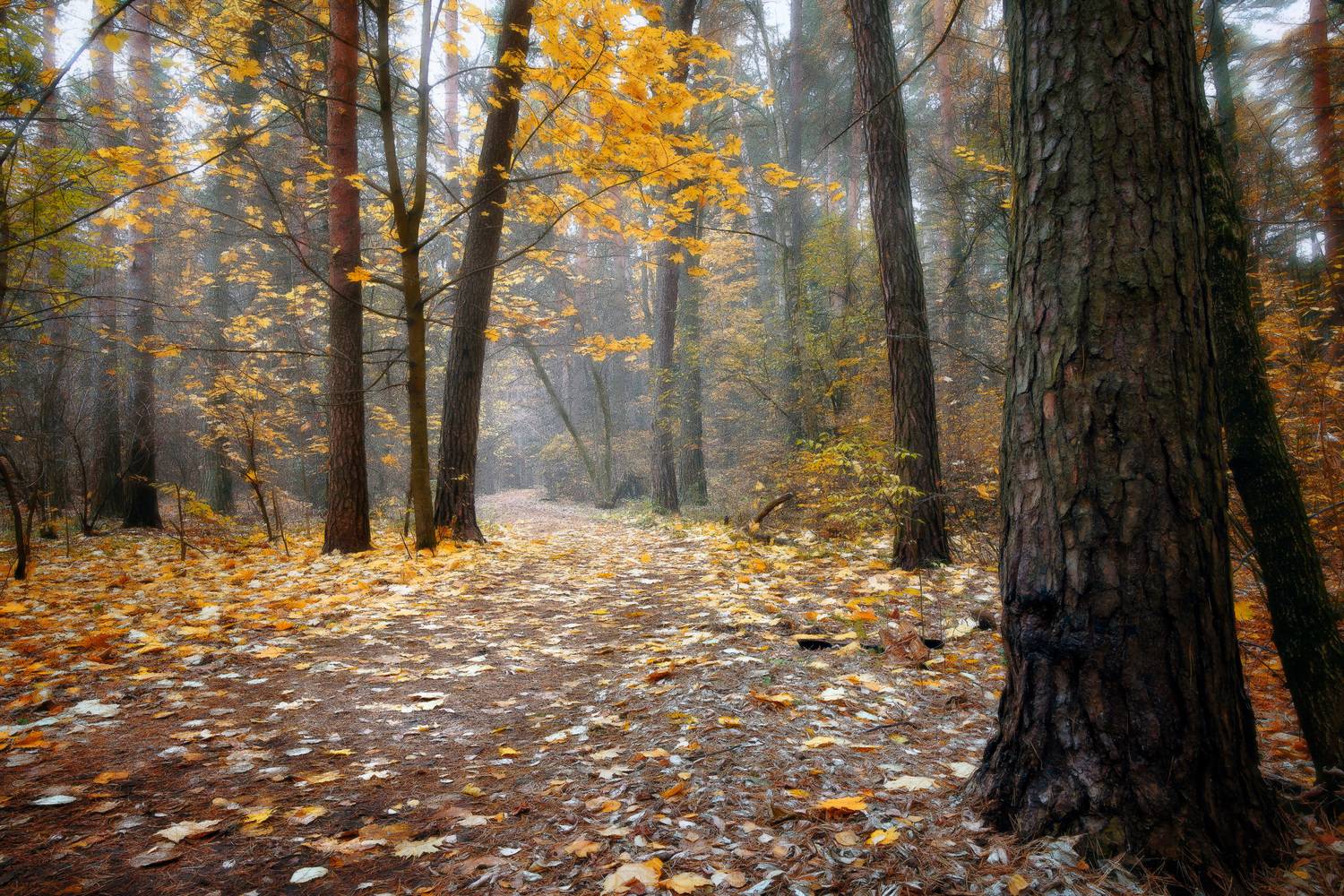 лес, деревья, листва, осень, Валерий Вождаев