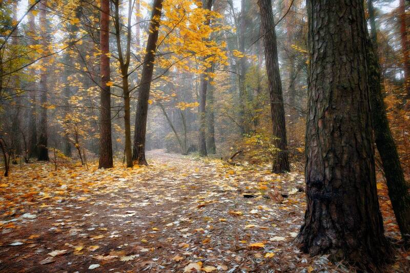 лес, деревья, листва, осень В осеннем лесу фото превью