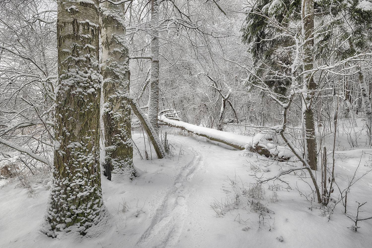 , Сергей Аникин