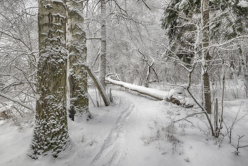 Лесная тропинка фото превью