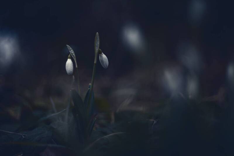 зима, атмосфера, цветы, подснежники, цветение, первенцы, сказочное, красота, жизнь, рождение, мрачное, холод, керченская зима, крымская природа, мануальная оптика, винтажный объектив, mc helios 77m-4, мс гелиос 77м-4 В мёрзлом мраке январских подснежников. фото превью