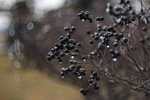 Январский Пикториализм.