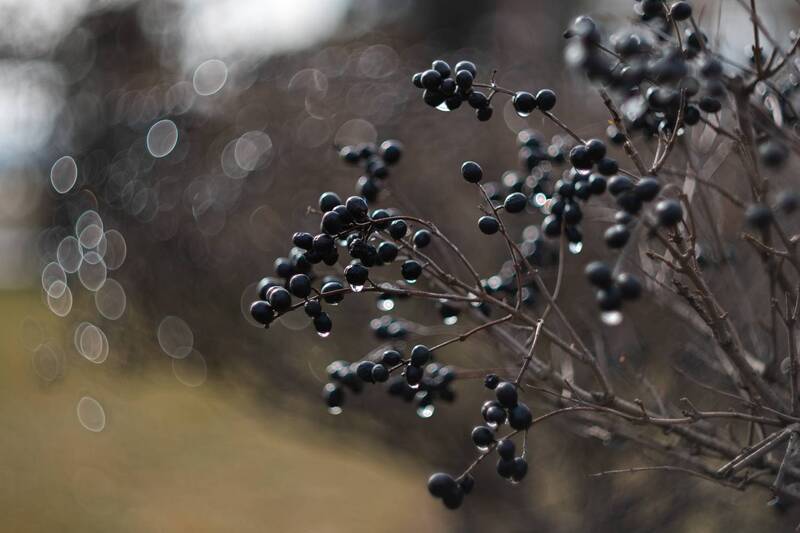 зима, атмосфера, роса, капли, сказочное, красота, жизнь, свет, сияние, боке, арт, пикториализм, керченская зима, крымская природа, мануальная оптика, винтажный объектив, mc helios 77m-4, мс гелиос 77м-4 Январский Пикториализм. фото превью