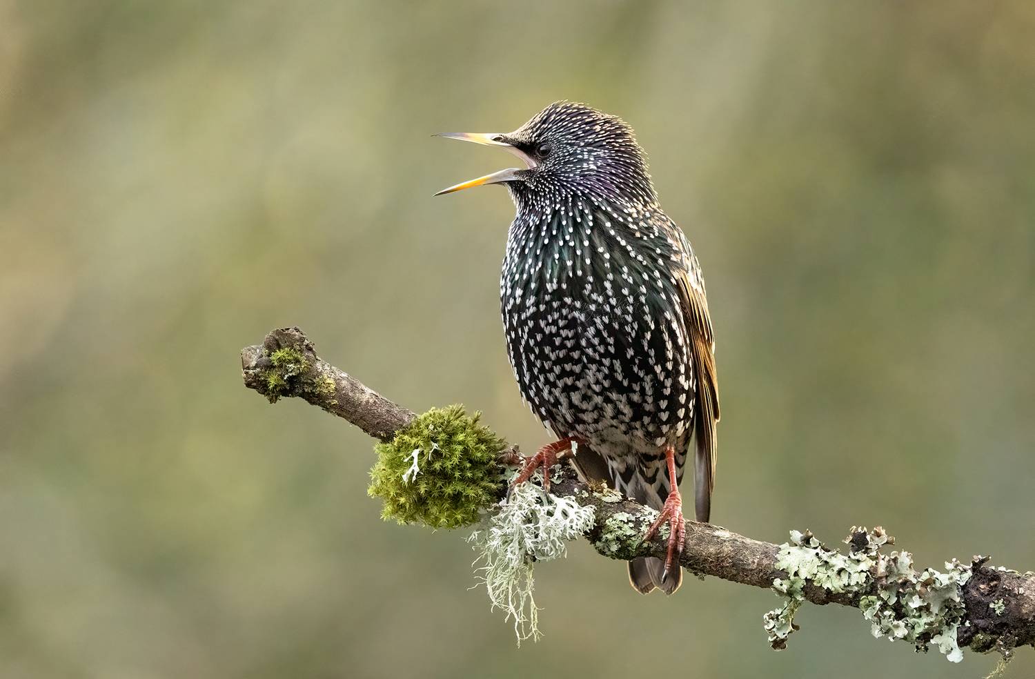 starling, birds, nature, wildlife, canon, MARIA KULA