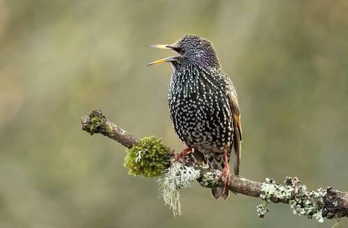 Starling