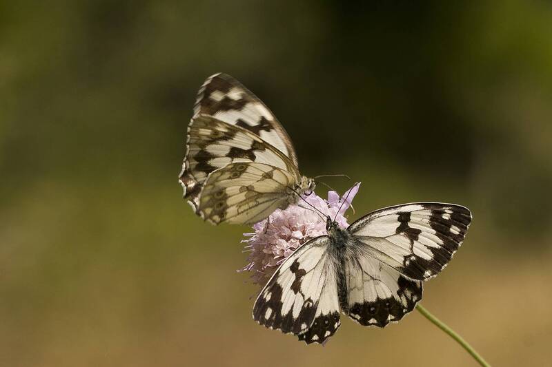 Melanargia galathea фото превью