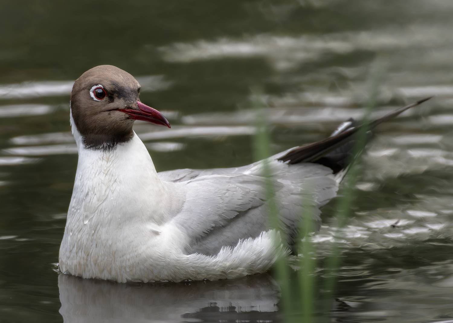 wildlife, birdwatching, nature, bird photography, птица, фотоохота, природа, озерная чайка, Полина Шальнева