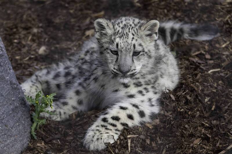 Snow leopard cub фото превью