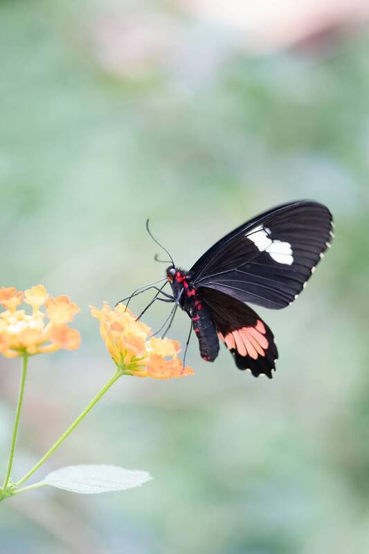 Parides eurimides фото превью
