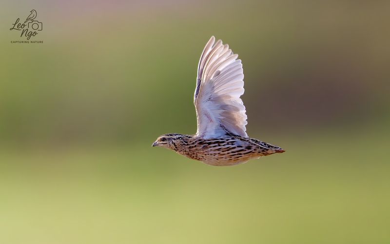 Rain Quail фото превью