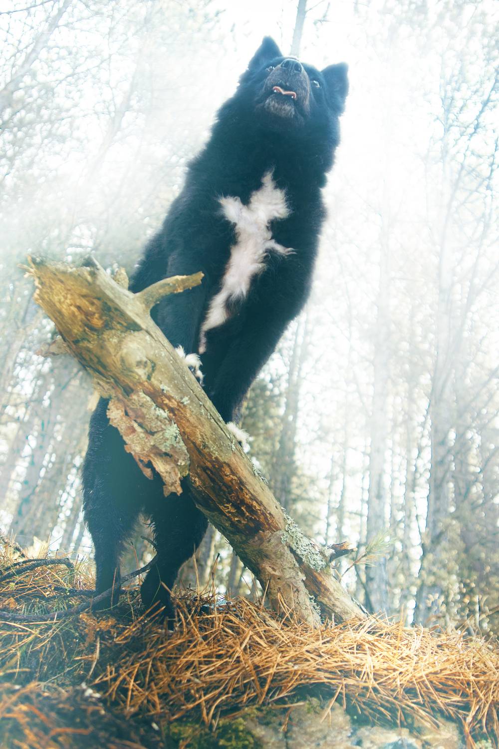 marko, radovanovic, dog, serbia, forest, animals, cross, sign, golden hour, posing, shepherd dog, hungarian, cemerno, djakovo, mountain,, Radovanovic Marko