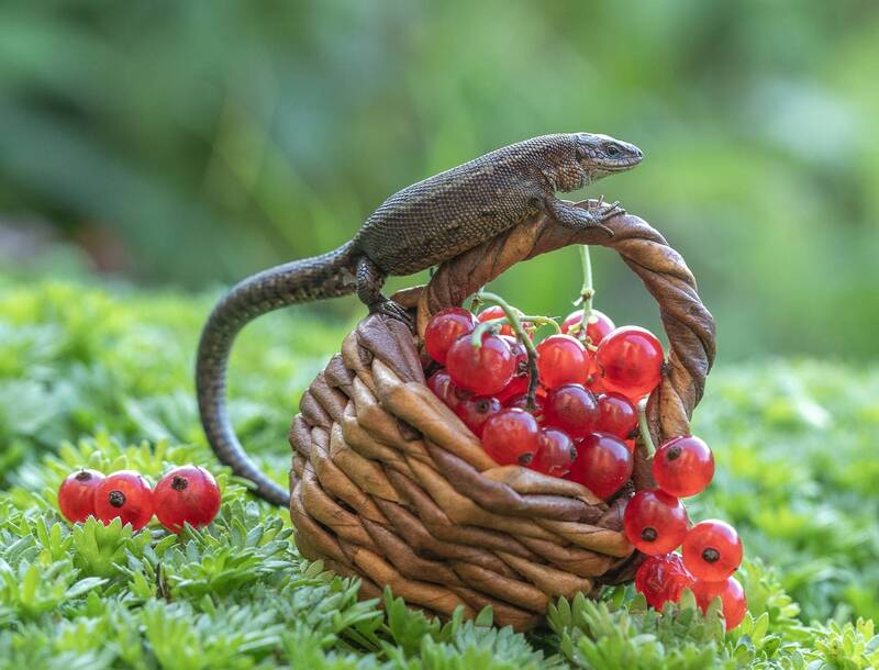 Добытчица) фото превью