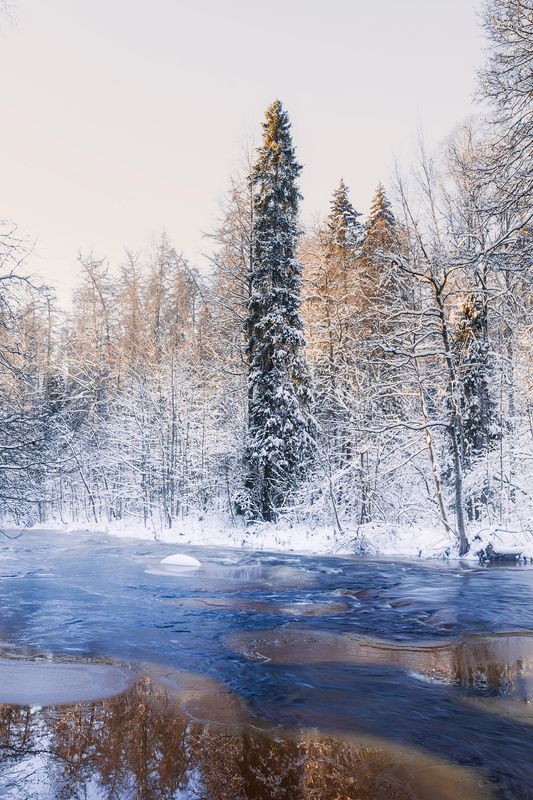 Морозный день в Линдуловской роще фото превью