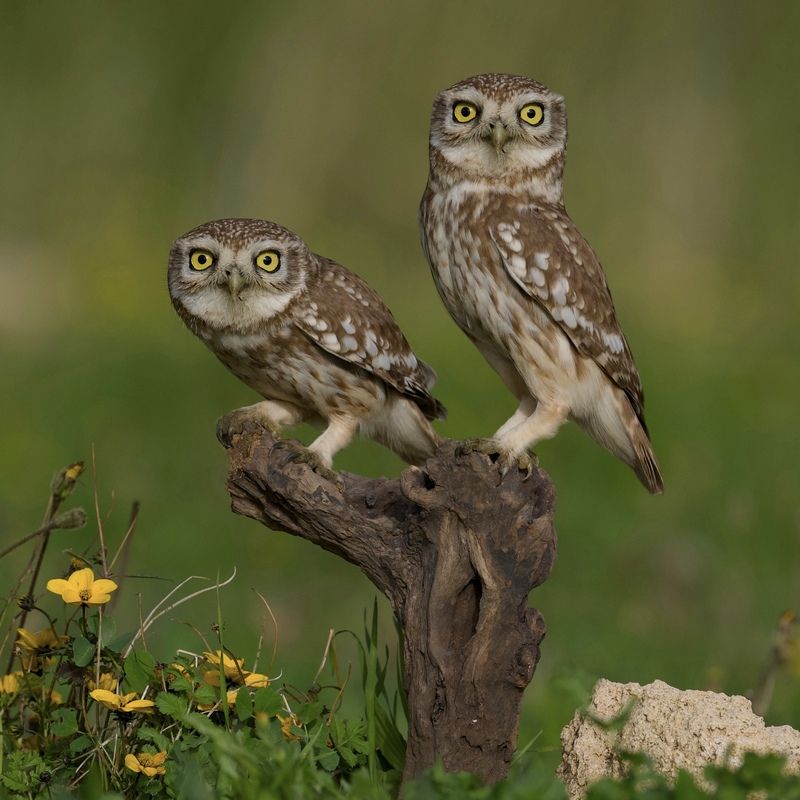 Little owls  фото превью