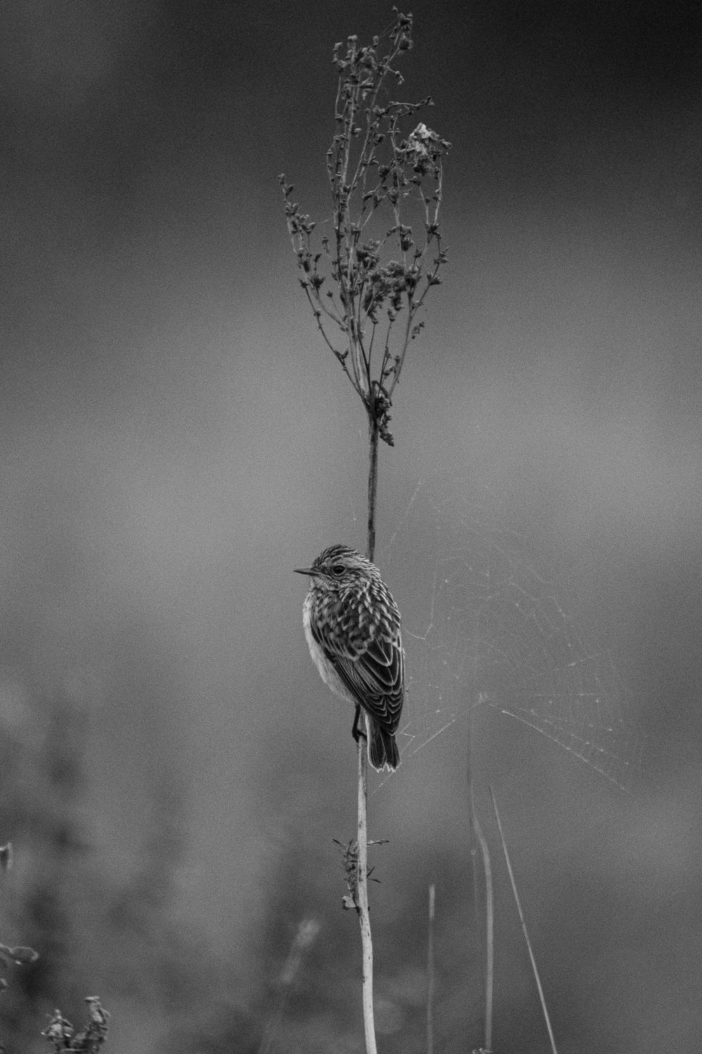 , Гильманов Артур
