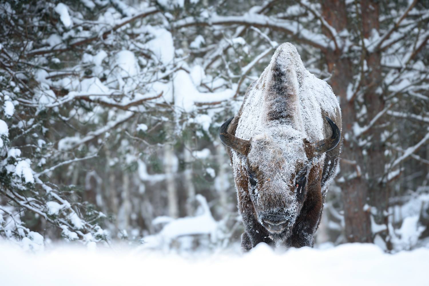 зубр, калужские засеки, зима, мороз, снег, иней, живая природа, животные, animals, wild, nikon, european bison, bison, игорь зубков, Игорь Зубков