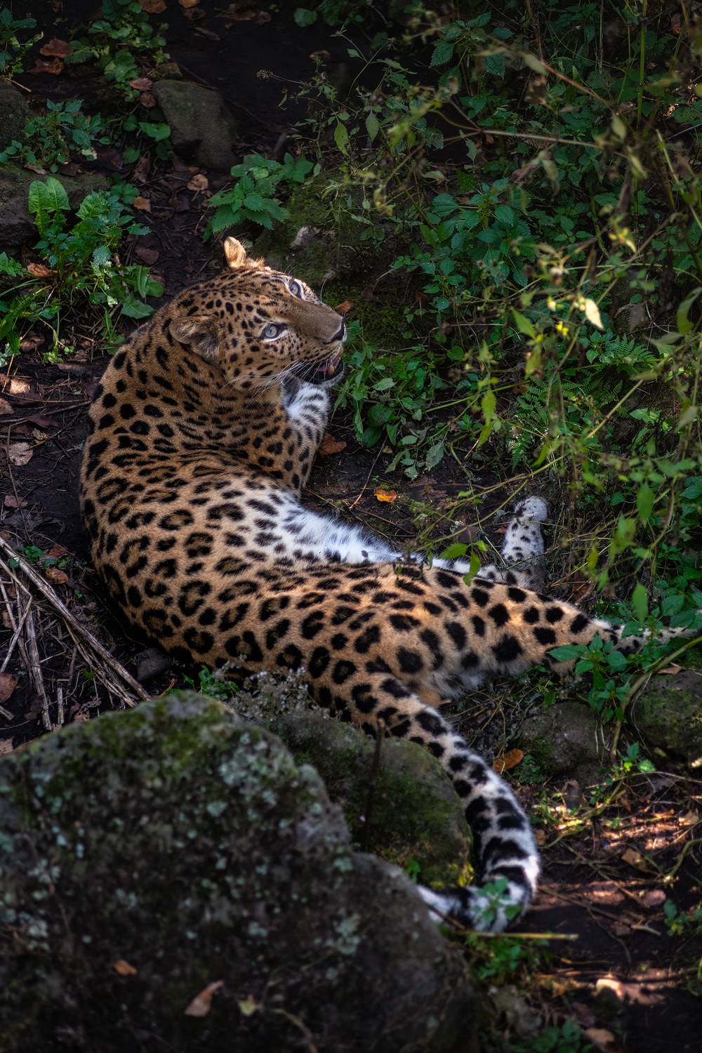 владивосток, приморский край, сафари-парк, леопард, Чекалев Алексей