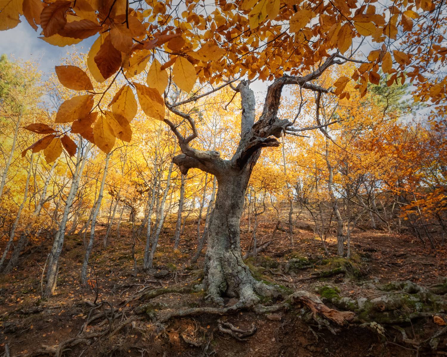 крым, демерджи, алушта, горы, закат, осень, пейзаж, лучистое, долина привидений, Дмитренко Екатерина