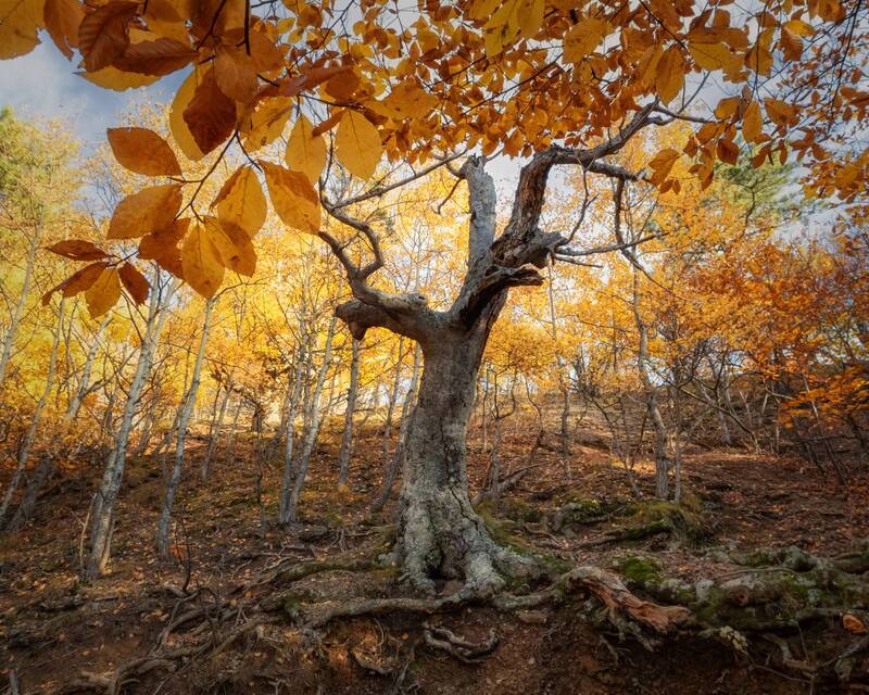 крым, демерджи, алушта, горы, закат, осень, пейзаж, лучистое, долина привидений Золото Демерджи фото превью