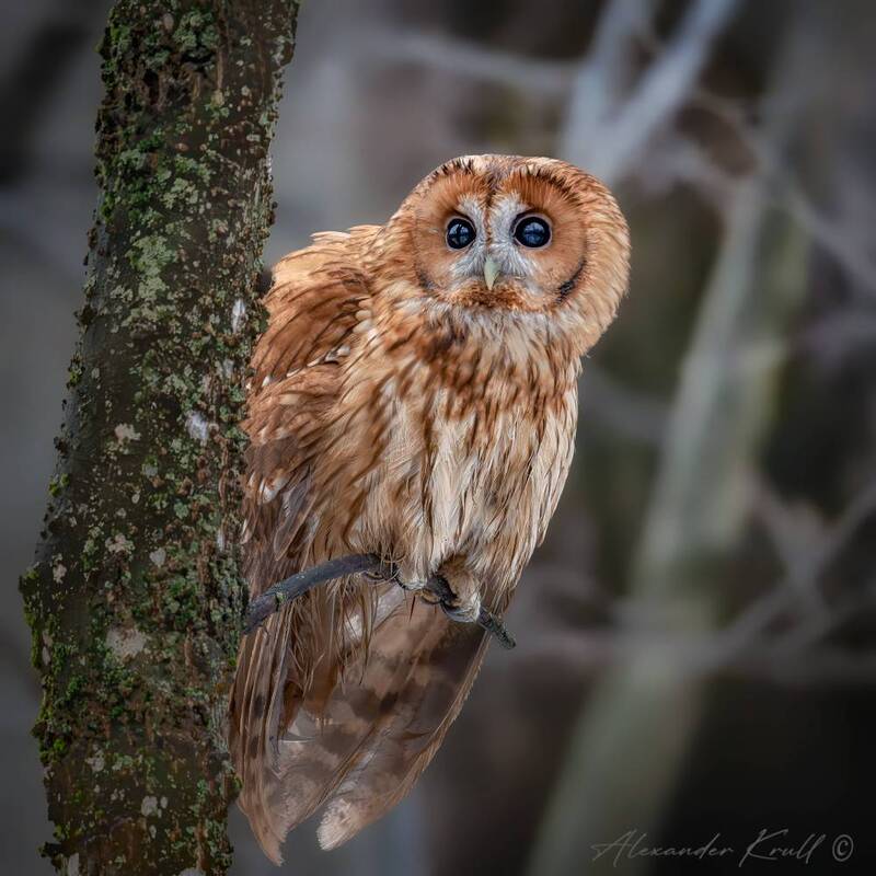 сова, неясыть, серая неясыть, обыкновенная неясыть, strix aluco, tawny owl Рыжая фото превью