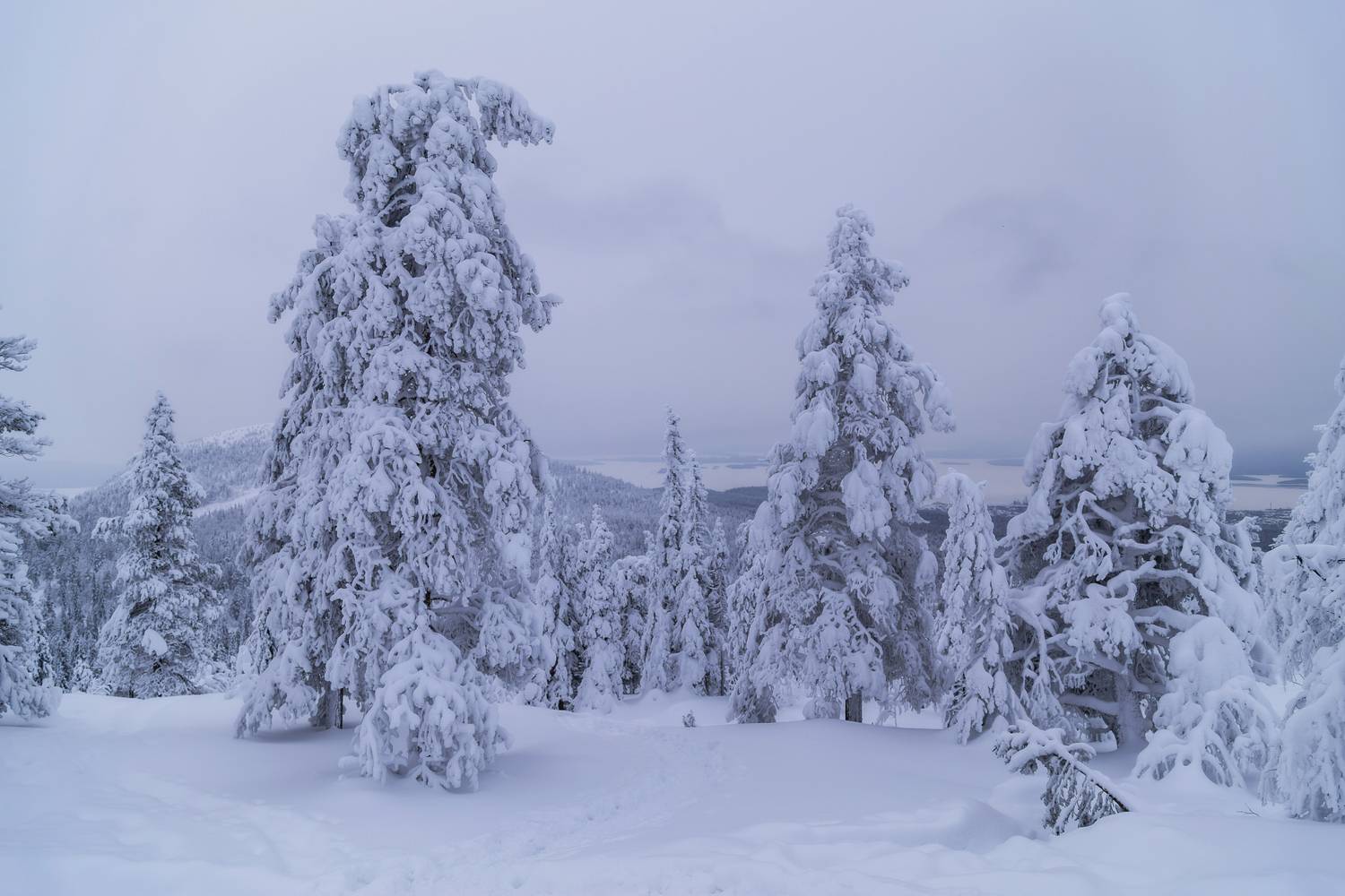 Мурманская область, Кольский полуостров, Кандалакша, Волосяная сопка, Татьяна Кормашова