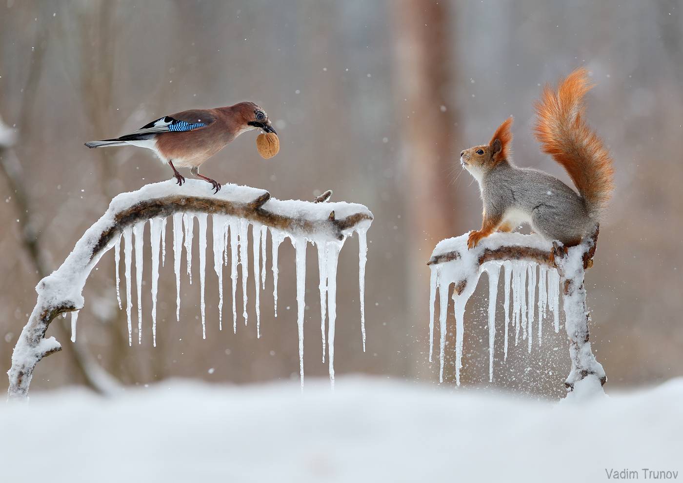 белка, сойка, зима, Вадим Трунов