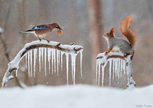 Вор у вора своровал