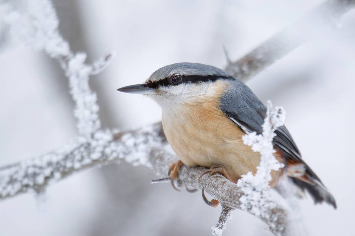 bird, птица, поползень, sittaeuropaea, зима, калининград, Хилько Марина