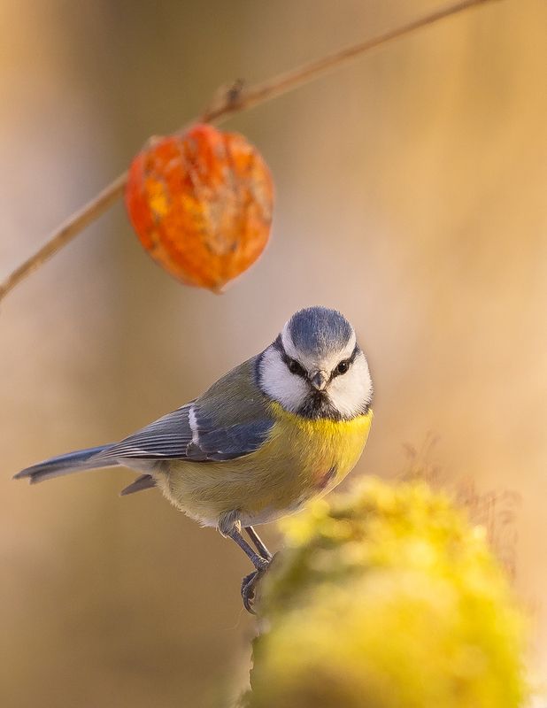 Titmouse фото превью