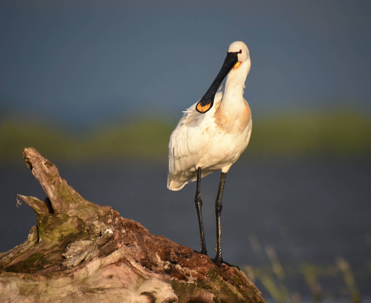 , Герчев Николай
