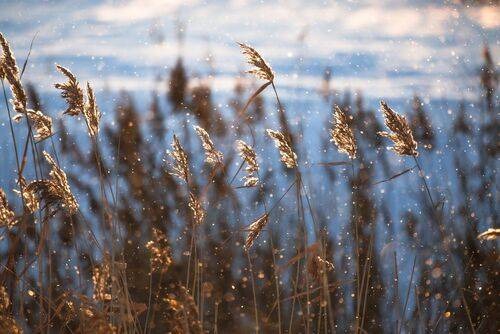 Морозное утро