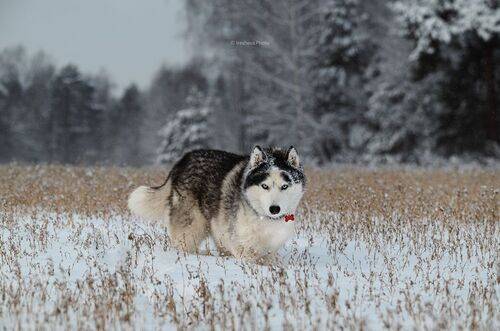 The Husky