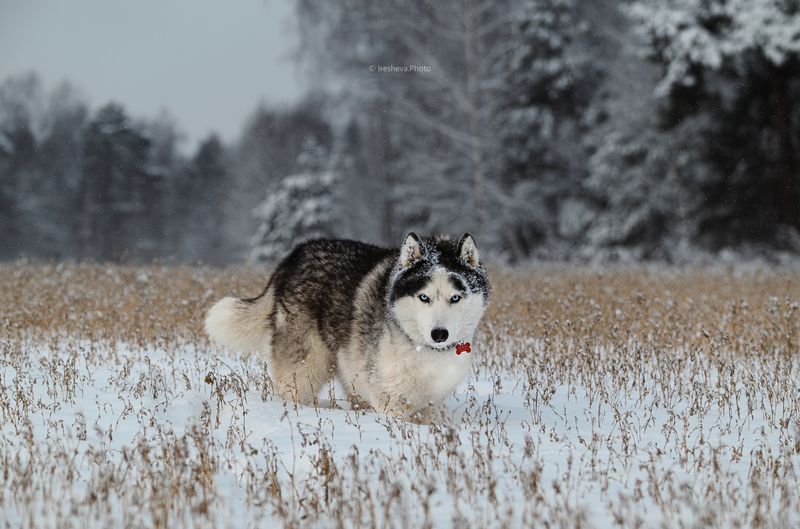 Хаски, собака The Husky фото превью