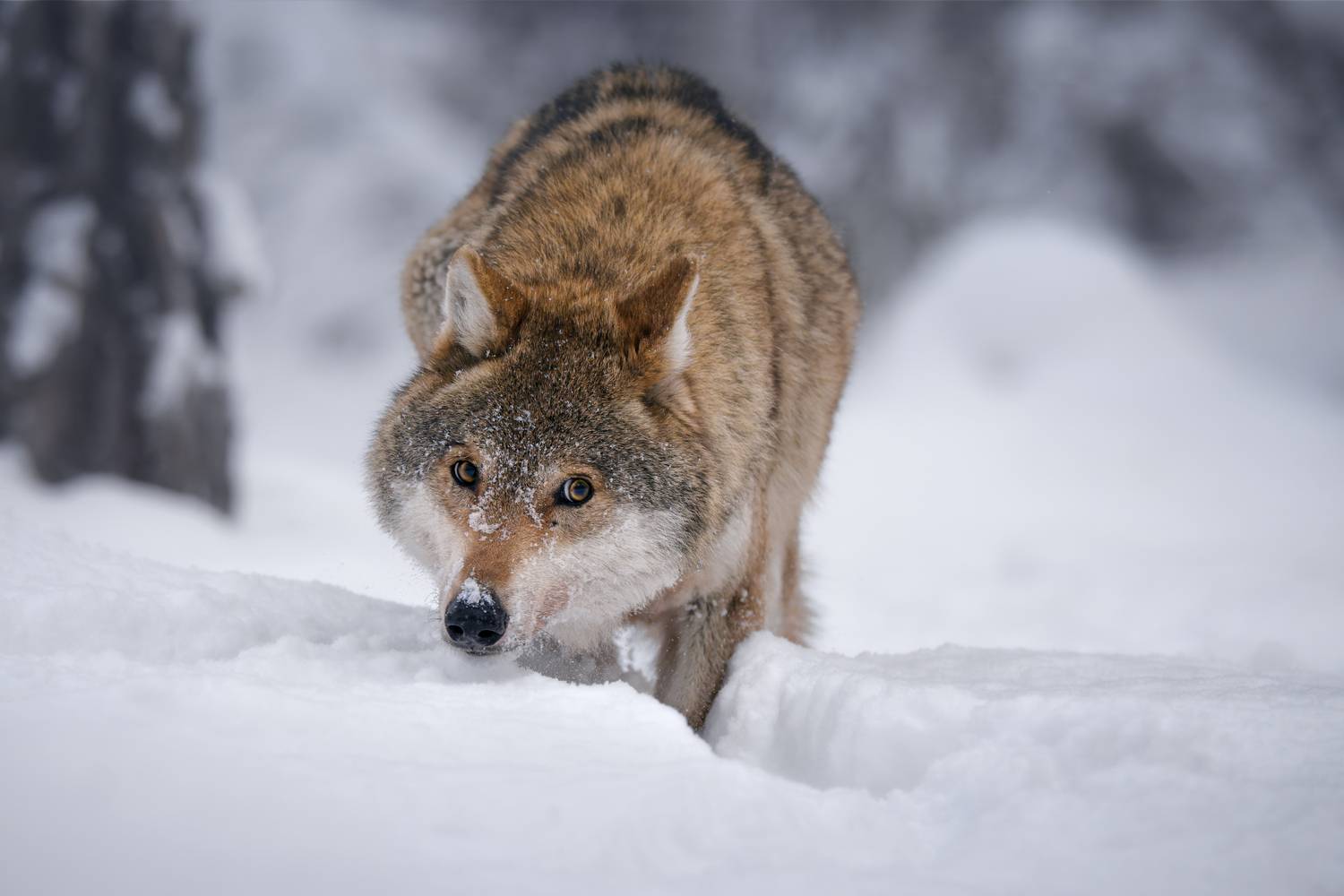 wolf, wildlife, snow, winter, close-up, amber eyes, predator, forest, nature, mammal, волк, взгляд, зима, природа, животные, красный бор, Андрей